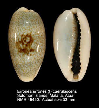 Erronea errones (f) caerulescens.jpg - Erronea errones (f) caerulascens(Schröter,1804)